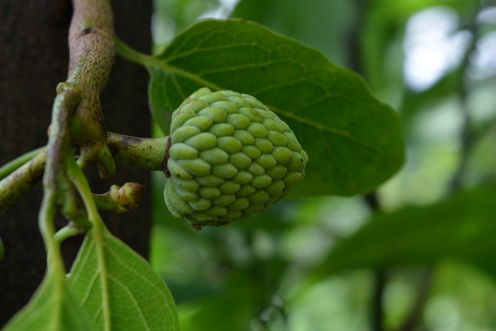 cherimoya fruit on a tree branch in weird fruits you may not know exist